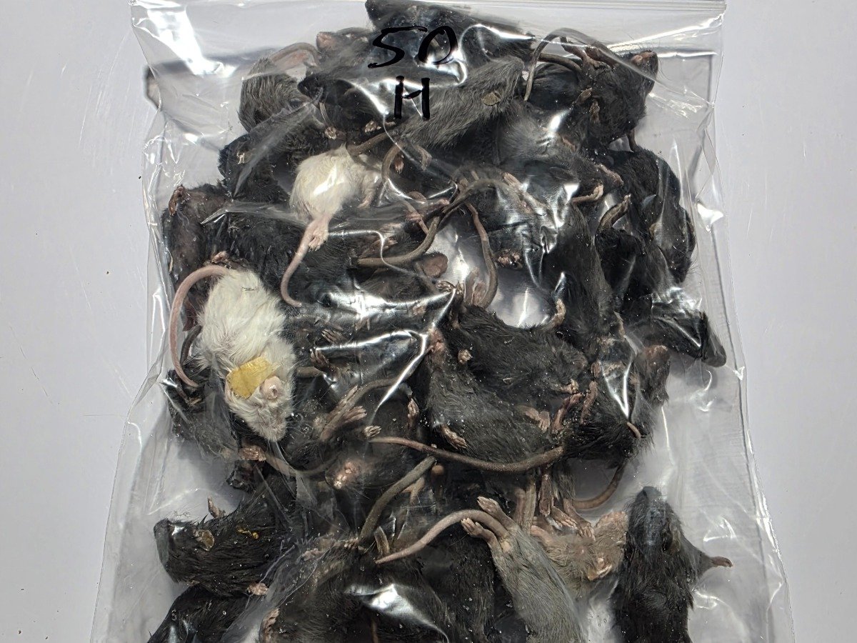 Mouse – Hopper/small (50 pack)