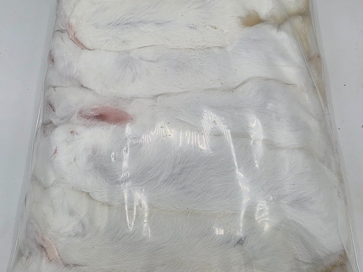 Bunny – Standard (1 pack)