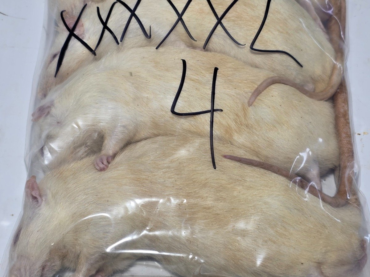 Rat – XXXl (4 pack)