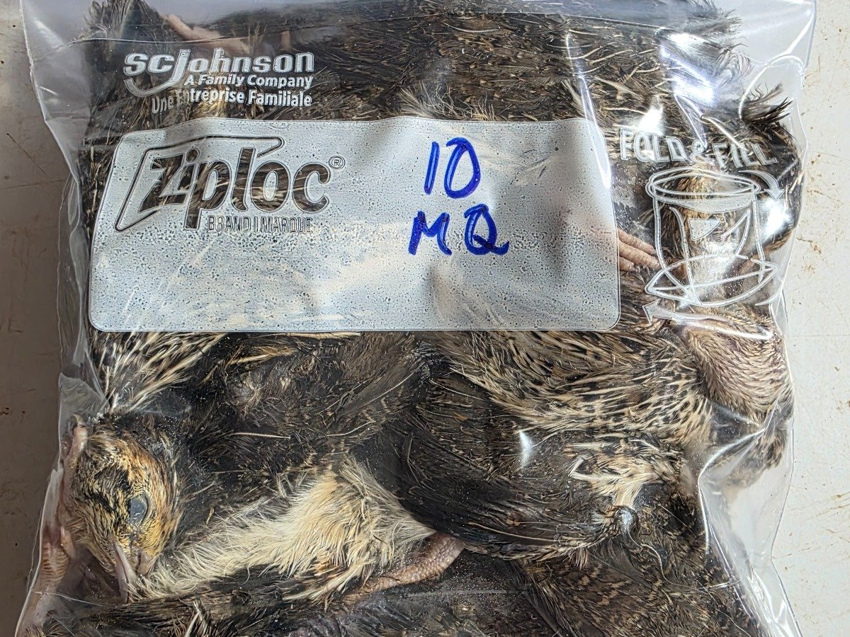 Quail – Medium (10 pack)
