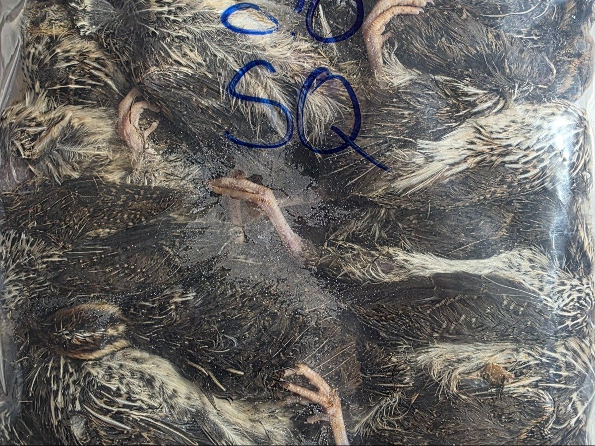 Quail – Small (20 pack)